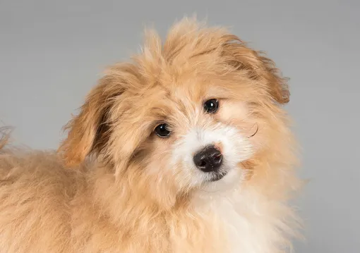 Собака наклоняет голову набок Собака наклоняет голову набок