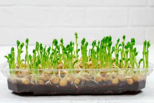 Микрозелень гороха: самый доступный суперфуд весны 2026. Как получить обильный урожай прямо на кухне