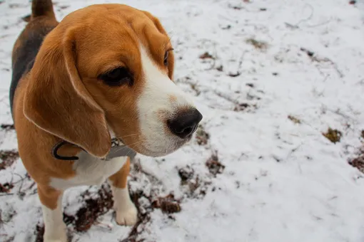 Нюх в снегу: 6 игр nose work с собакой для улицы и дома