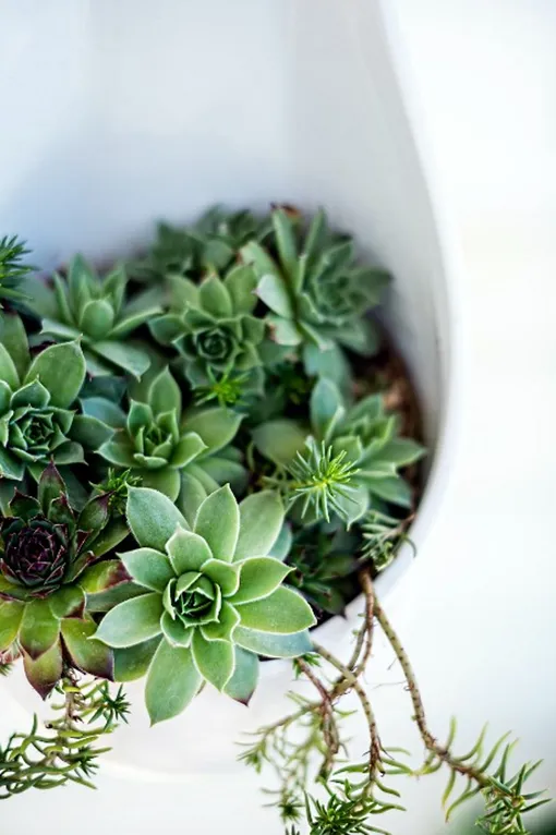 Седум хорошо переносит зной и холод