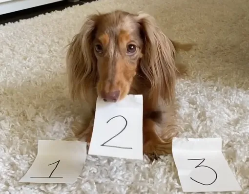 5 простых способов оценить интеллект вашей собаки