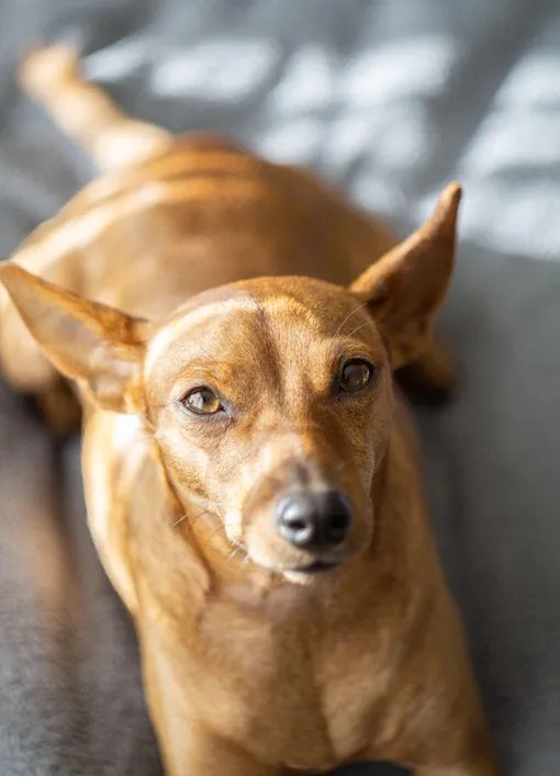 Чихуахуа Чихуахуа