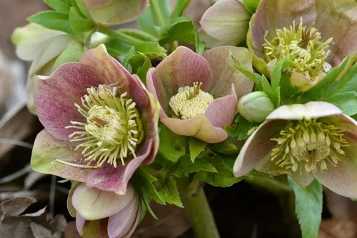 Морозник гибридный (Helleborus × hybridus) Морозник гибридный (Helleborus × hybridus)