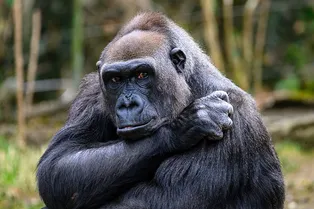 «Мой крошка»: ветцентр снял нежные кадры знакомства мамы-гориллы с новорожденным