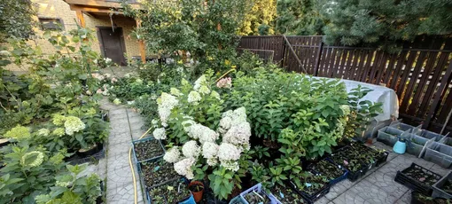 Гортензии в питомнике Марии Гортензии в питомнике Марии