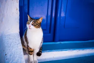 Пустите счастье в дом! 10 пород трёхцветных кошек