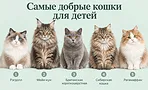 Самые добрые кошки для детей: 10 пород, которые хорошо подходят семье Самые добрые кошки для детей: 10 пород, которые хорошо подходят семье