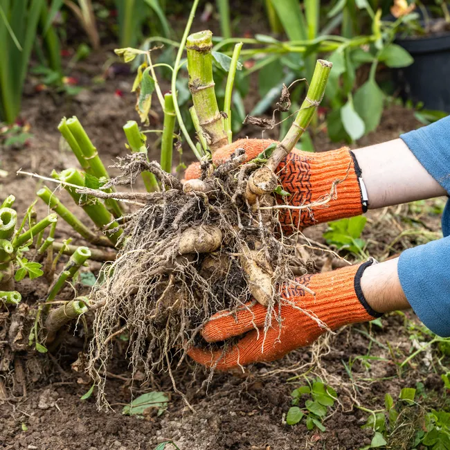 Сохраняем любимые сорта: когда выкапывать георгины и гладиолусы