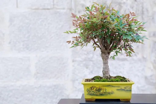 Нандина в стиле бонсай Нандина в стиле бонсай