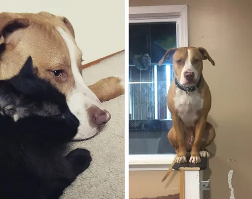 как кошка с собакой как кошка с собакой