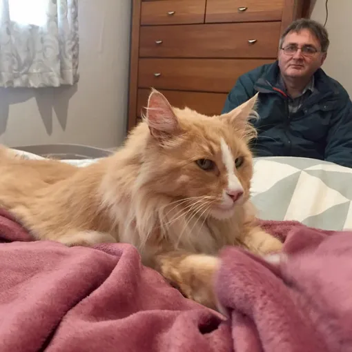 кот новой зеландии кот новой зеландии