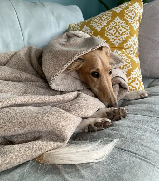 Язык любви вашей собаки: как она проявляет чувства и как понять, что вы ей нравитесь Язык любви вашей собаки: как она проявляет чувства и как понять, что вы ей нравитесь