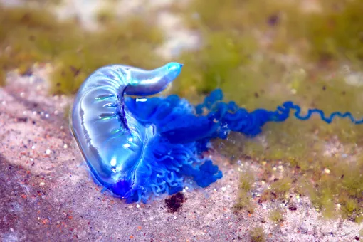 У восьмилетнего россиянина начался некроз ног после ожога ядовитой медузой в Таиланде У восьмилетнего россиянина начался некроз ног после ожога ядовитой медузой в Таиланде