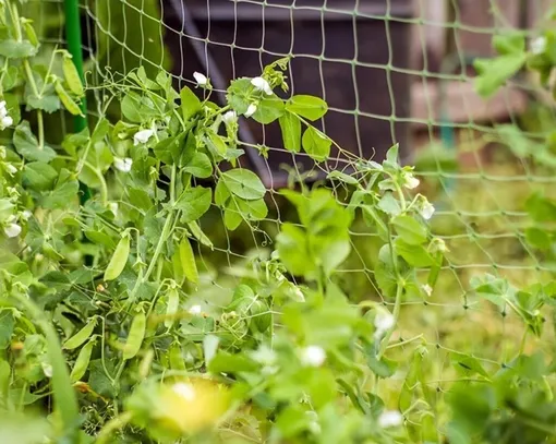 Вертикальная сетка для гороха