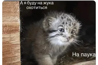 Интернет заполонил кото-мем «А я буду на жука охотиться»: откуда он взялся и что значит