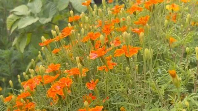 Нажми и смотри