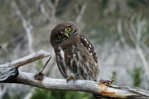 «Совы» к вечеру не так устают, как «жаворонки» «Совы» к вечеру не так устают, как «жаворонки»