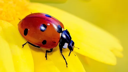 Как работают жёлтые ленты и почему их следует использовать против тли