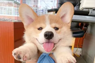 Корги устроил дома сцену из триллера, притворившись мертвым