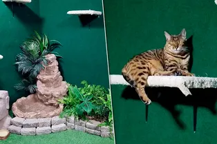 Ради котов погибшего брата мужчина переделал подвал в настоящие джунгли. И это надо видеть Ради котов погибшего брата мужчина переделал подвал в настоящие джунгли. И это надо видеть