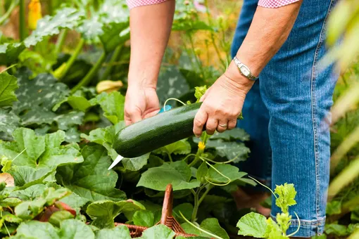 Пора собирать урожай! Важные признака зрелости кабачков, которые нельзя пропустить Пора собирать урожай! Важные признака зрелости кабачков, которые нельзя пропустить