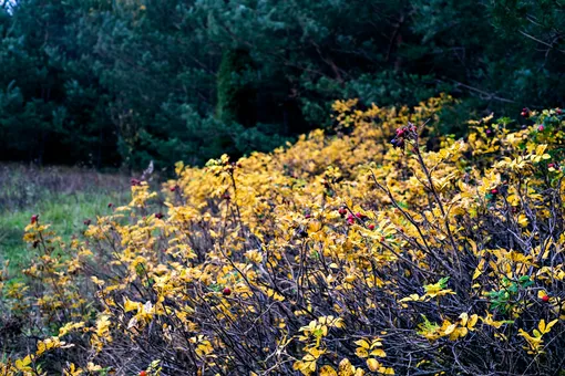 Шиповник украсит осенний сад и привлечёт на участок птиц