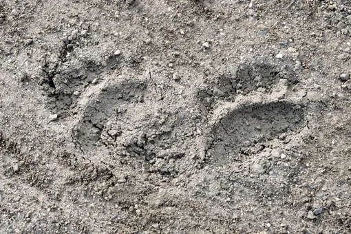 Медвежьи следы