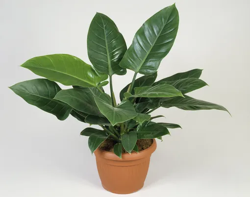 Филодендрон