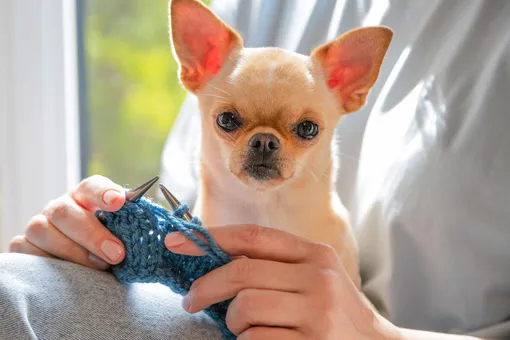 Чихуахуа Чихуахуа