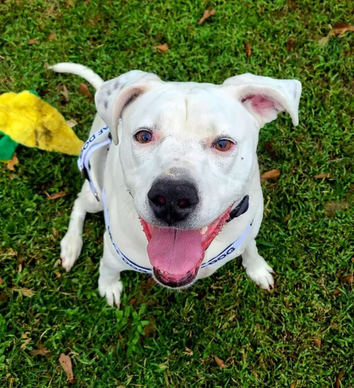 глухую собаку не хотят забирать из приюта глухую собаку не хотят забирать из приюта