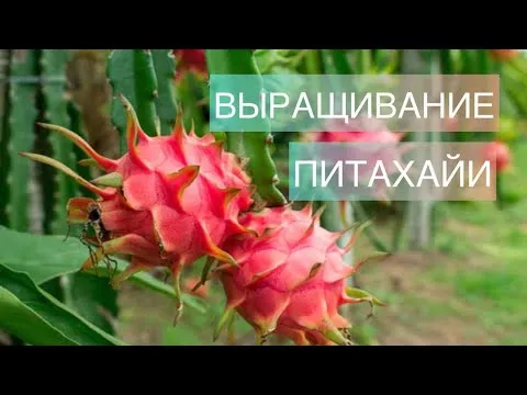 Нажми и смотри