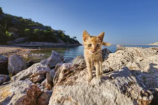 Морской офицер рискнул жизнью, чтобы спасти четырех тонущих котов Морской офицер рискнул жизнью, чтобы спасти четырех тонущих котов