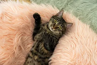 10 вариантов кошачьих лежанок, которые понравятся вам и коту — и станут украшением интерьера 10 вариантов кошачьих лежанок, которые понравятся вам и коту — и станут украшением интерьера