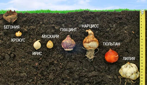 Слишком глубокая или мелкая посадка луковиц