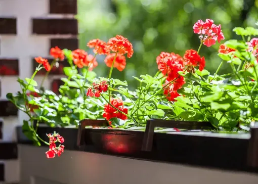 Почему герань вытягивается вверх: причины, что делать и как этого избежать Почему герань вытягивается вверх: причины, что делать и как этого избежать