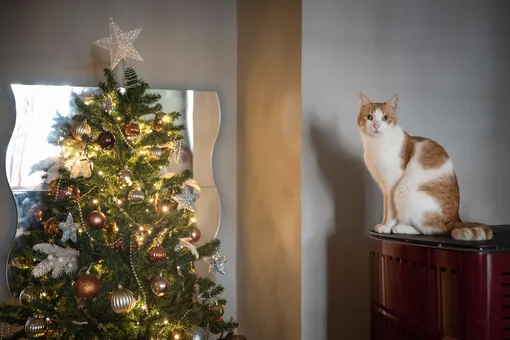 Эти 5 ёлочных украшений признаны безвкусными: почему дизайнеры советуют их избегать, и кот Эти 5 ёлочных украшений признаны безвкусными: почему дизайнеры советуют их избегать, и кот