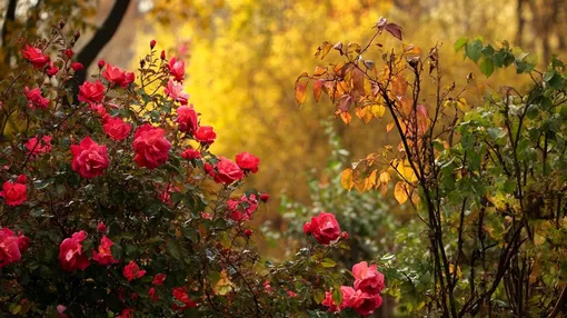 Как защитить розы от заморозков: осенний план действий