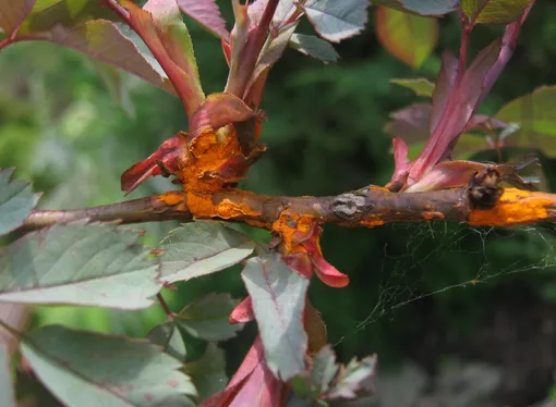 Ржавчина роз