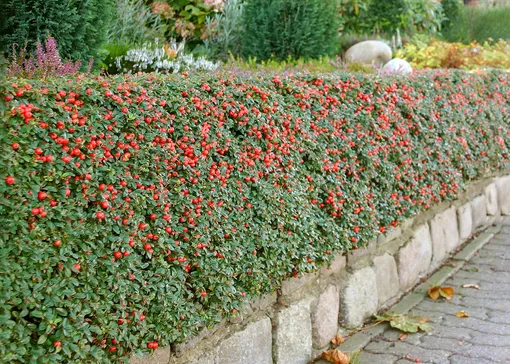 Какие плодовые кустарники выбрать для живой изгороди? Самые популярные виды