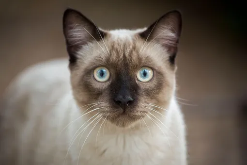 сиамская кошка