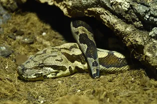 Будьте осторожны: составлена карта обитания змей в Москве