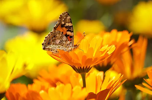 календула календула