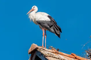 Аист никогда больше не взлетит. Но на земле он нашёл уютный дом и лучшую подругу Аист никогда больше не взлетит. Но на земле он нашёл уютный дом и лучшую подругу