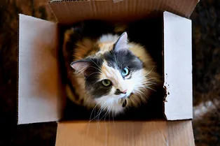 У всех свои причуды! Кошка требует, чтобы перед сном ее катали в коробке