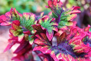 Колеус: фото, описание, выращивание в домашних условиях, пересадка и сорта