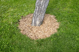 Как оформить приствольный круг дерева своими руками: 10 способов Как оформить приствольный круг дерева своими руками: 10 способов