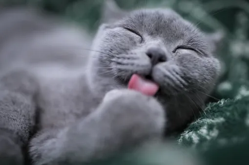 Если кошка не хочет есть пасту, можно ею смазать её лапку Если кошка не хочет есть пасту, можно ею смазать её лапку