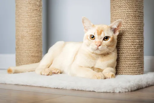 бирманская кошка