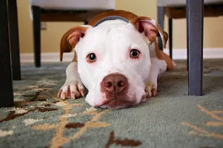 Вот хитрюга! Питбуль придумал план, чтобы согнать подругу с любимого дивана