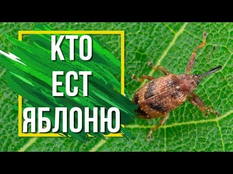 Нажми и смотри